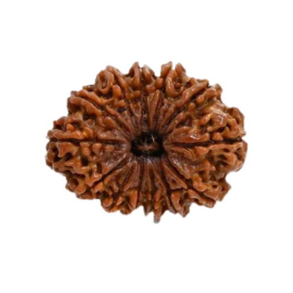 Natural 13 Mukhi Rudraksha